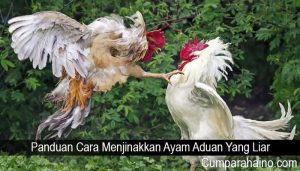 Panduan Cara Menjinakkan Ayam Aduan Yang Liar